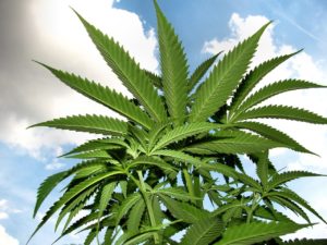 marijuana-growing