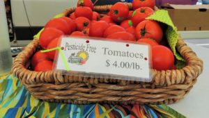 Pesticide-free tomatoes in basket