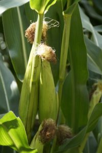 Sweet corn on stalk