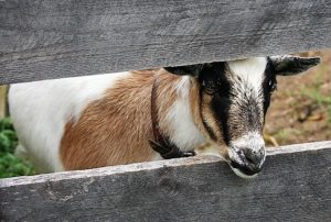 Goat looking out between fencing