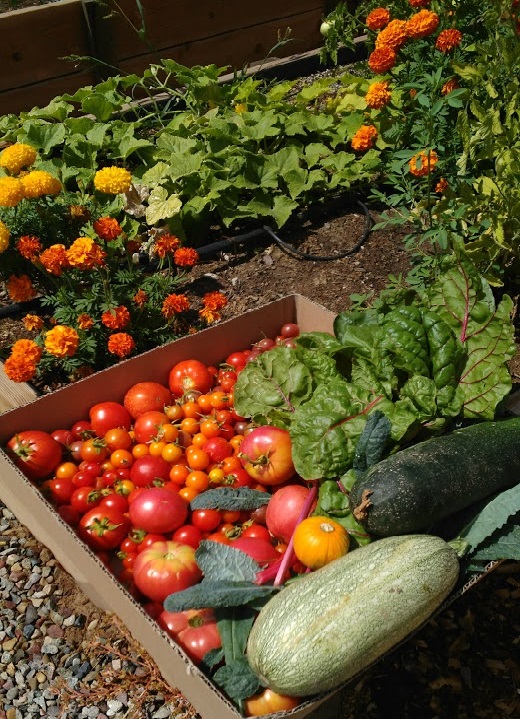 Garden harvest with tomatoes, chard, squash and kale