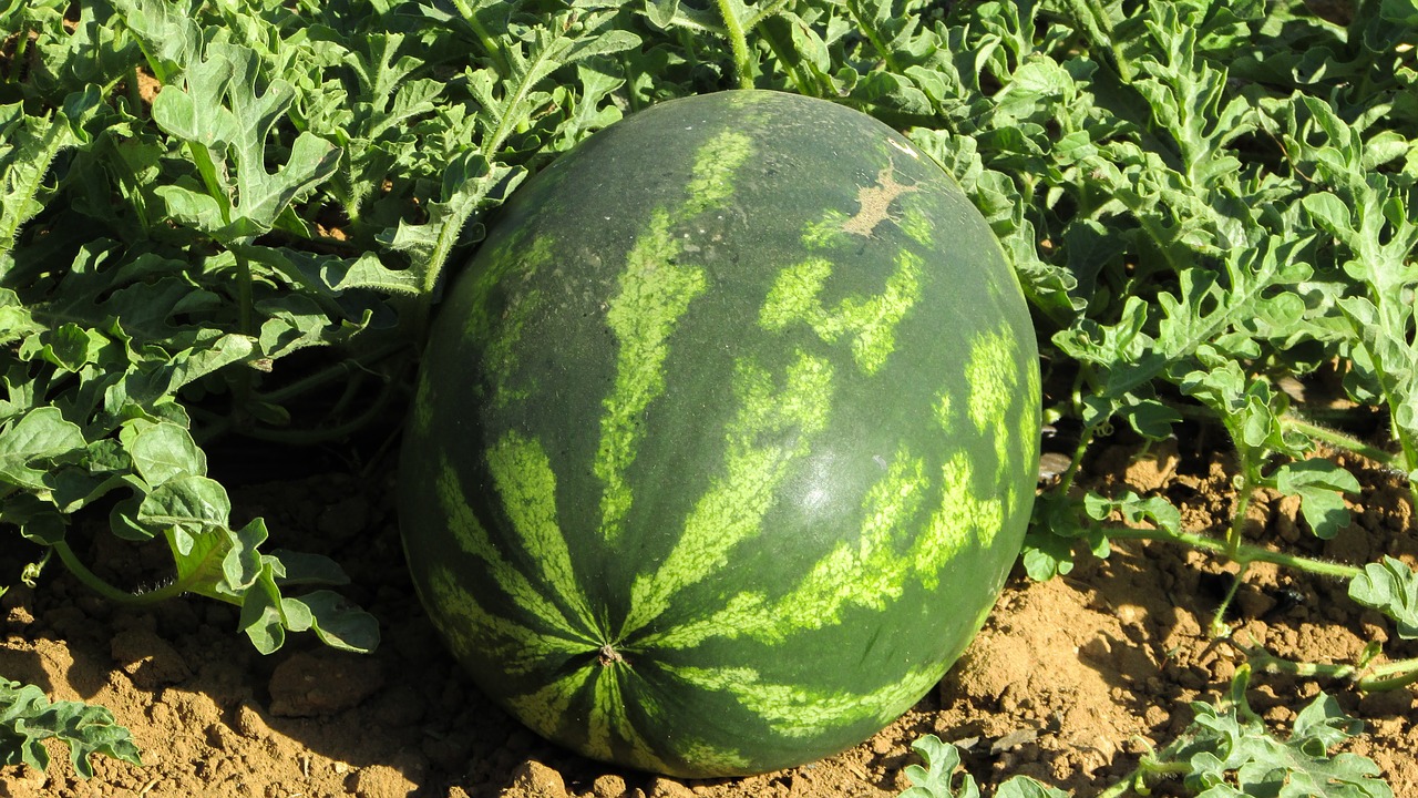 watermelon growing
