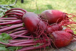 beets washed from the garden