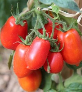 cluster of Roma tomatoes