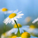 daisys with blue sky