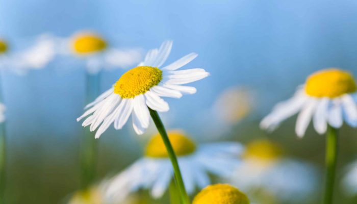 daisys with blue sky