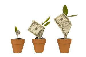 Growing Money in pots