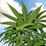 marijuana-growing