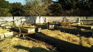 straw mulch on raised garden beds