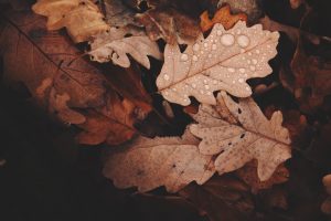 Fall leaves on the ground with rain drops on them