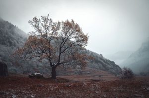 Tree that has lost its leaves with snow coming into the mountains