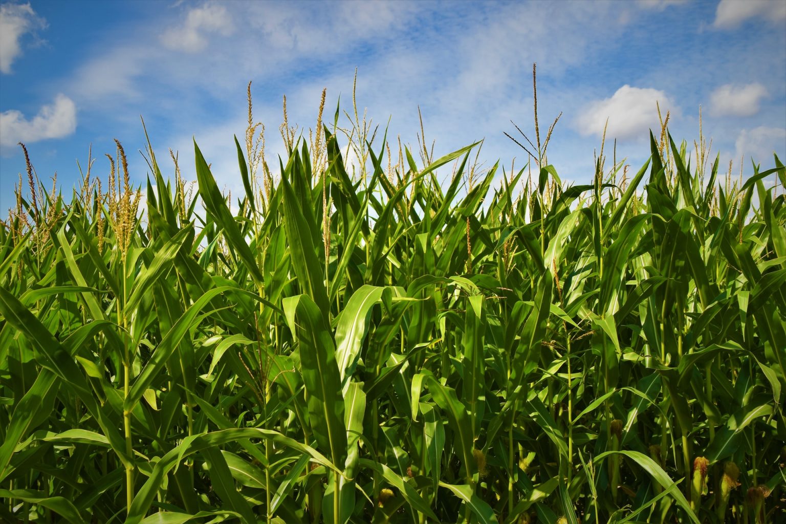 colorado-sweet-corn-live-smart-colorado