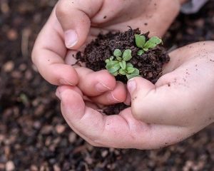 Child's hands holding a seedling