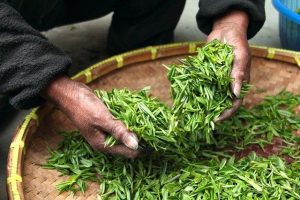 hands holding fresh green tea leaves