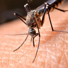 mosquitoe on skin