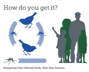 Graphic showing how West Nile Virus spreads from people to animals