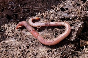 worm used in composting known as vermicomposting