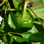 pepper plant