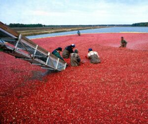 Several people knee deep in a cranberry bog, harvesting/gathering the floating berries