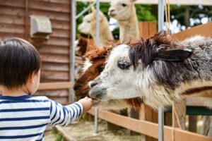 child reaching out to pet an alpaca