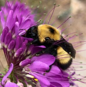Bumble Bee on a purple flower