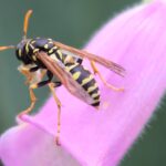 European Paper Wasp on a flower