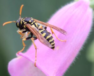 European Paper Wasp on a flower