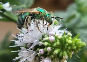 Green metallic Sweat Bee on a basil flower