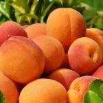 Bushel of peaches