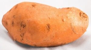 large raw sweet potato