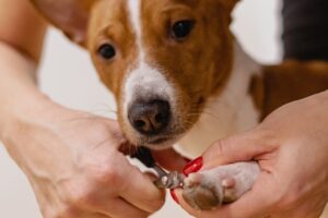 Person trimming the nails of a dog