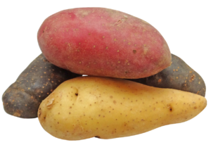 Stack of three raw potatoes. white, red and purple.