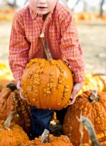 Young child trying to lift a pumpkin from the ground.