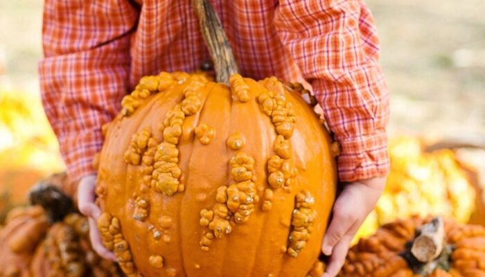 Young child trying to lift a pumpkin from the ground.