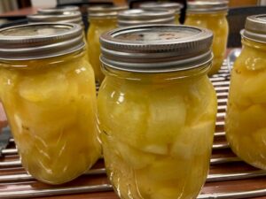 Canned pineapple in fruit juice on the cooling rack after processing.